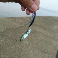 今日の釣果