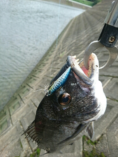 今日の釣果