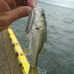 久しぶりの投稿です