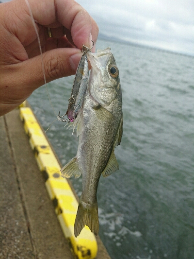 久しぶりの投稿です