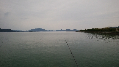 人生初アオリイカ