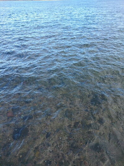 30センチサイズのカマス20本超え！