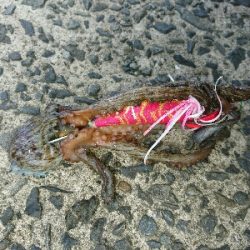 たこ焼き用に。