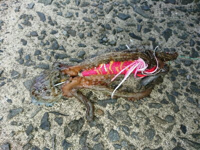 たこ焼き用に。