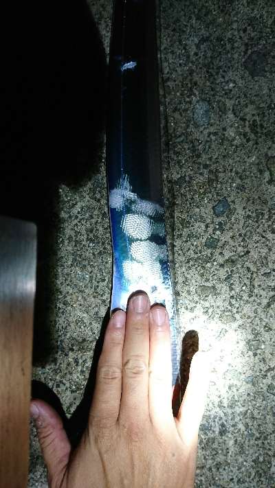 夜明け前の太刀魚