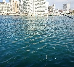 子供とサビキ釣り