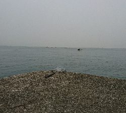 小雨での釣行 なんとかツバスget