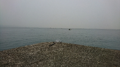 小雨での釣行 なんとかツバスget