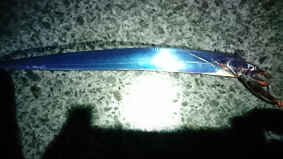 なんとかタチウオget