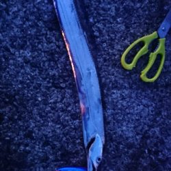 青物惜しくも…とりあえずタチウオ