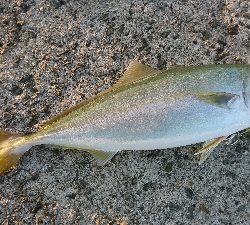 タチウオ、サゴシ、ハマチ！