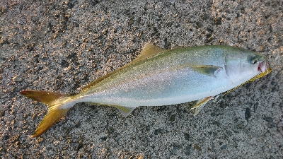 タチウオ、サゴシ、ハマチ！