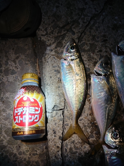 久々のアジング♪