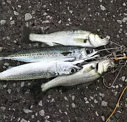 ジグでサバ＆セイゴ