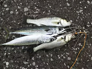 ジグでサバ＆セイゴ