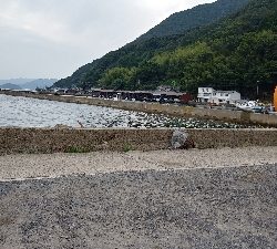 サビキでアジ釣りのはずが…