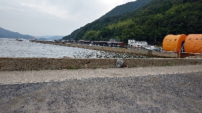 サビキでアジ釣りのはずが…