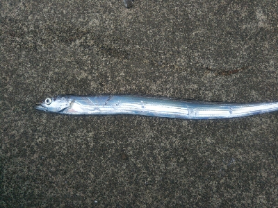 小松島でタチウオとマゴチ