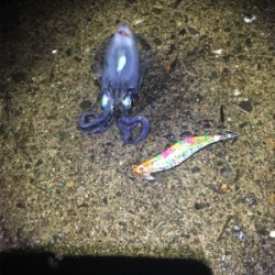 ケンサキイカ釣行