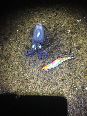 ケンサキイカ釣行