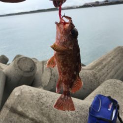 雨の止み間に穴釣り