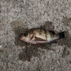 ライトゲーム！