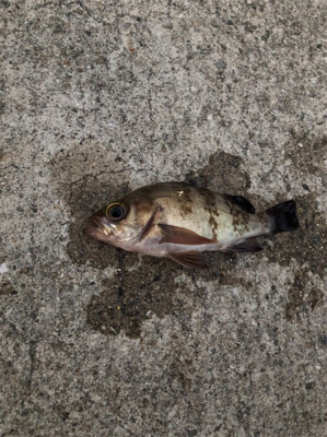 ライトゲーム！