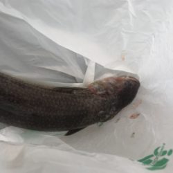 和歌山遠征  タチウオ〜青物