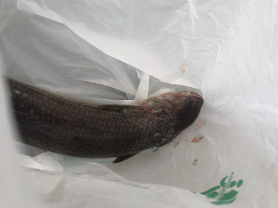 和歌山遠征  タチウオ〜青物