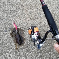 秋アオリ　エギング