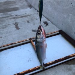 イカ狙いのはずが