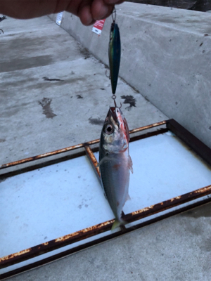 イカ狙いのはずが