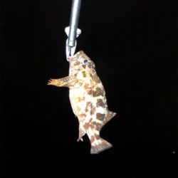 何でもいいから釣りがしたい