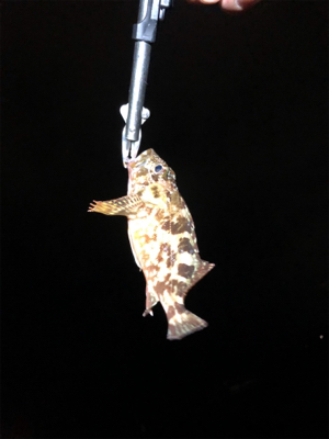 何でもいいから釣りがしたい