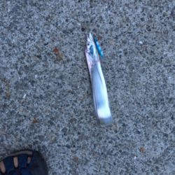 台風後の調査は、、、