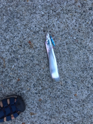 台風後の調査は、、、