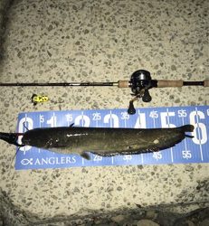 夕方のナマズゲーム