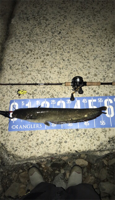 夕方のナマズゲーム