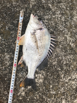 名港のキャスティング前打ち