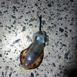 仕事終わりエギング