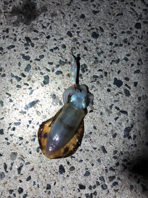 仕事終わりエギング