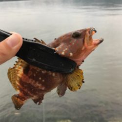 アオリイカを求めて①