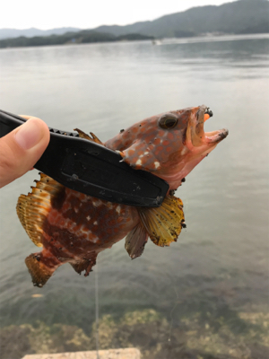 アオリイカを求めて①