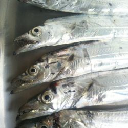 辰巳周辺でタチウオとマゴチ