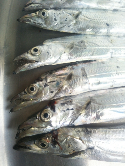 辰巳周辺でタチウオとマゴチ