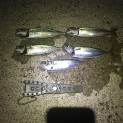 小サバは確変中!