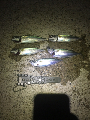 小サバは確変中!