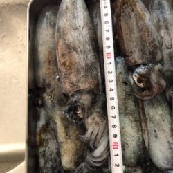 アオリイカつ抜け