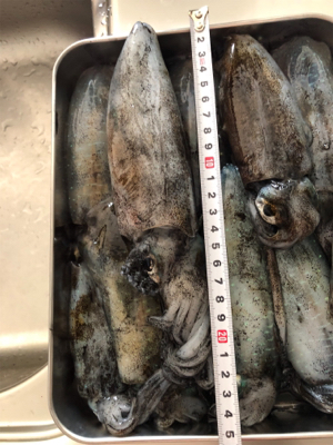 アオリイカつ抜け