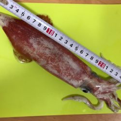 はぐれケンサキ